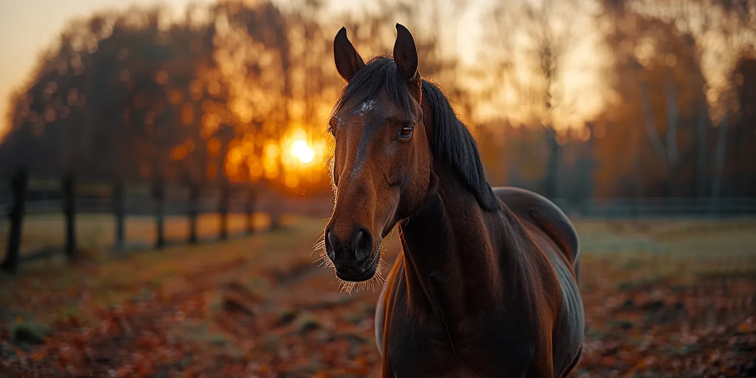 Krematorium dla zwierząt - czyli co się dzieje ze zwierzętami, gdy znikają z tego świata
