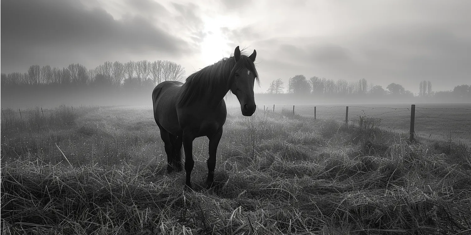 Śmierć zwierzęcia - jak zapewnić wiernemu przyjacielowi godny pochówek?
